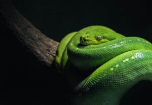 Snake Lenormand Card Meaning